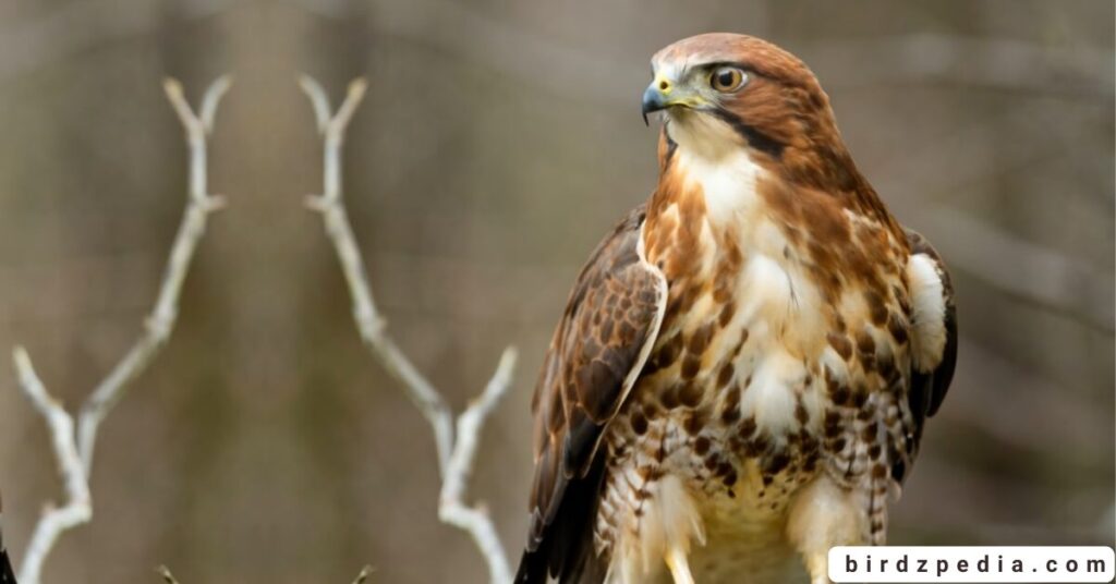 Florida birds of prey birdzpedia.com