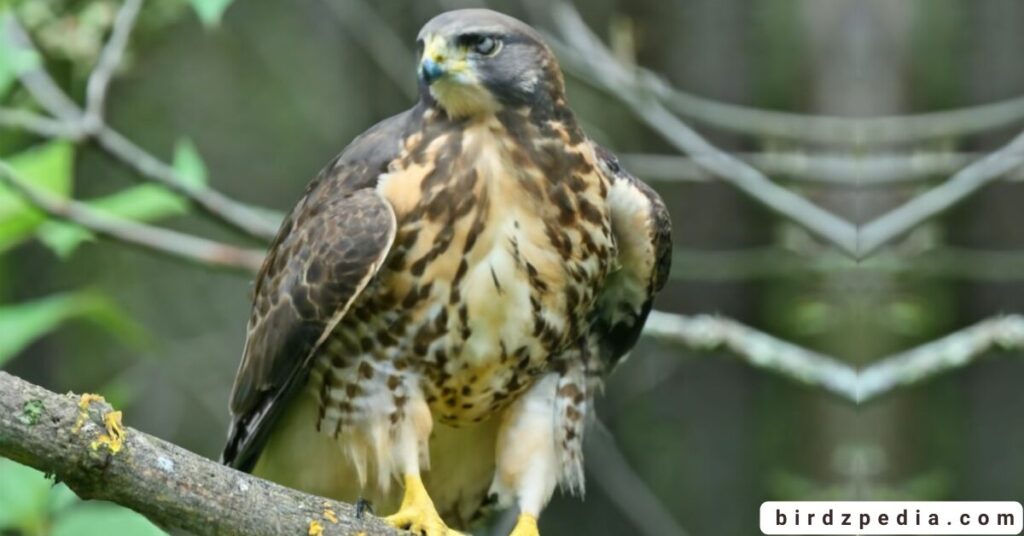 Florida birds of prey birdzpedia.com