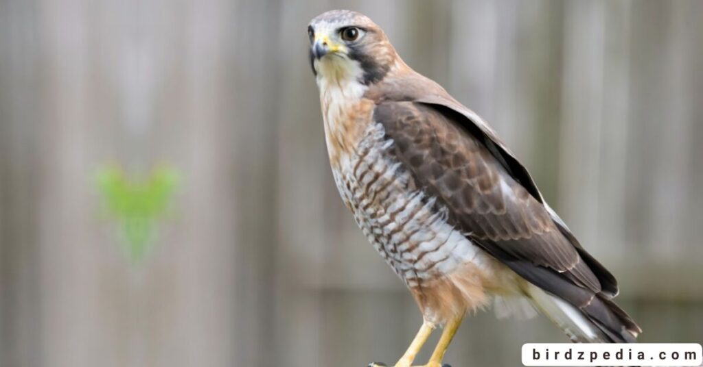 Florida birds of prey birdzpedia.com