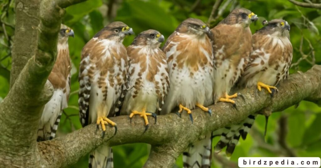 Florida birds of prey birdzpedia.com
