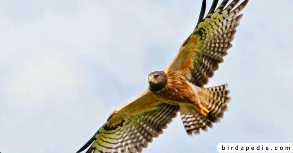 Florida birds of prey birdzpedia.com
