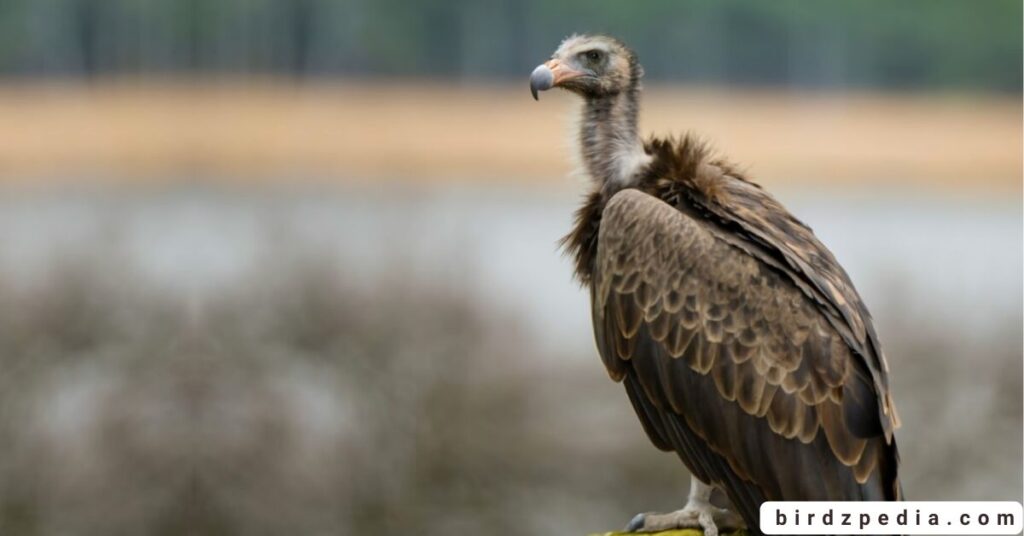 Florida birds of prey birdzpedia.com