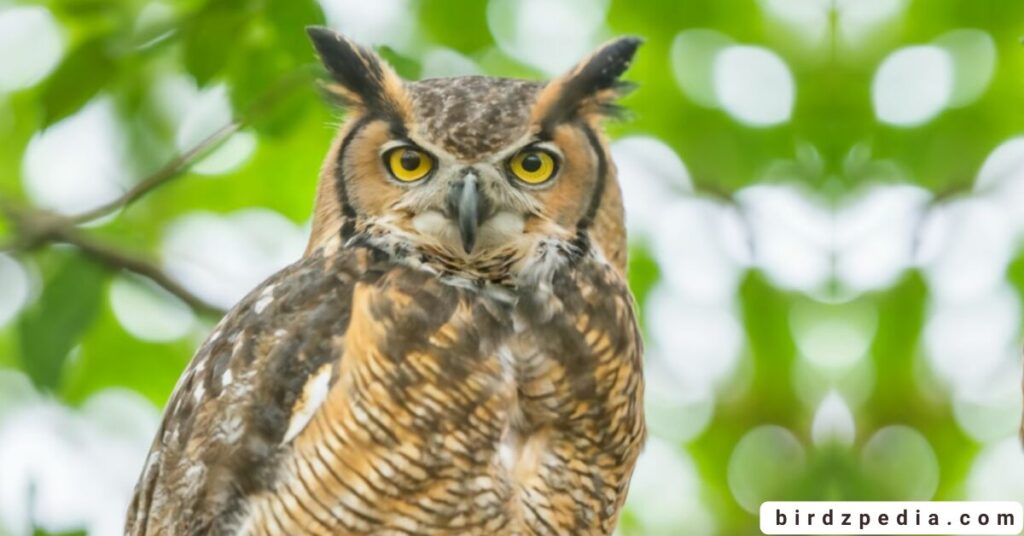 Florida birds of prey birdzpedia.com