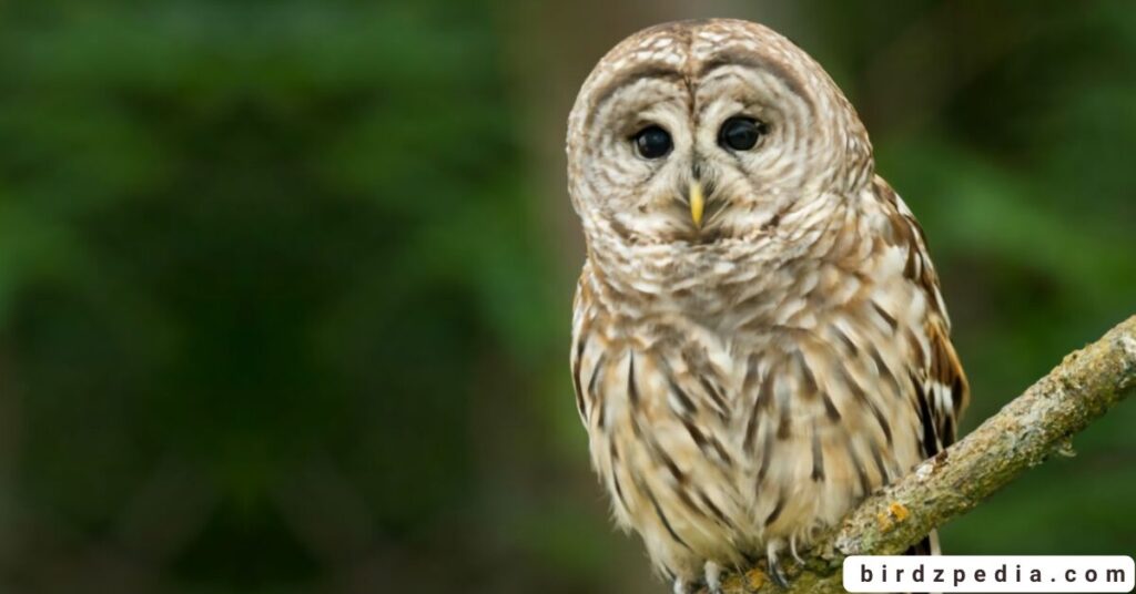 Florida birds of prey birdzpedia.com