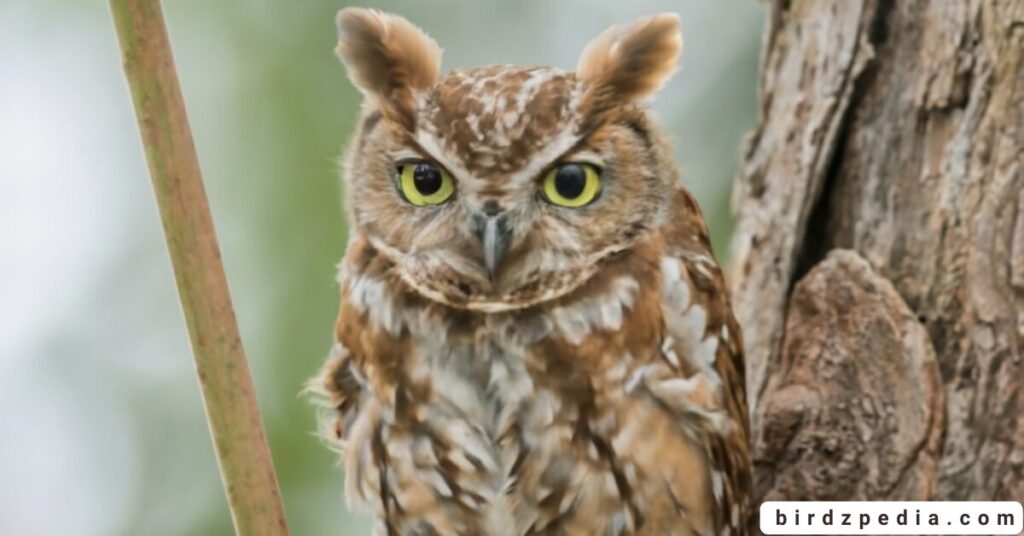Florida birds of prey birdzpedia.com