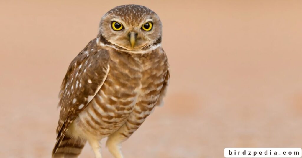 Florida birds of prey birdzpedia.com