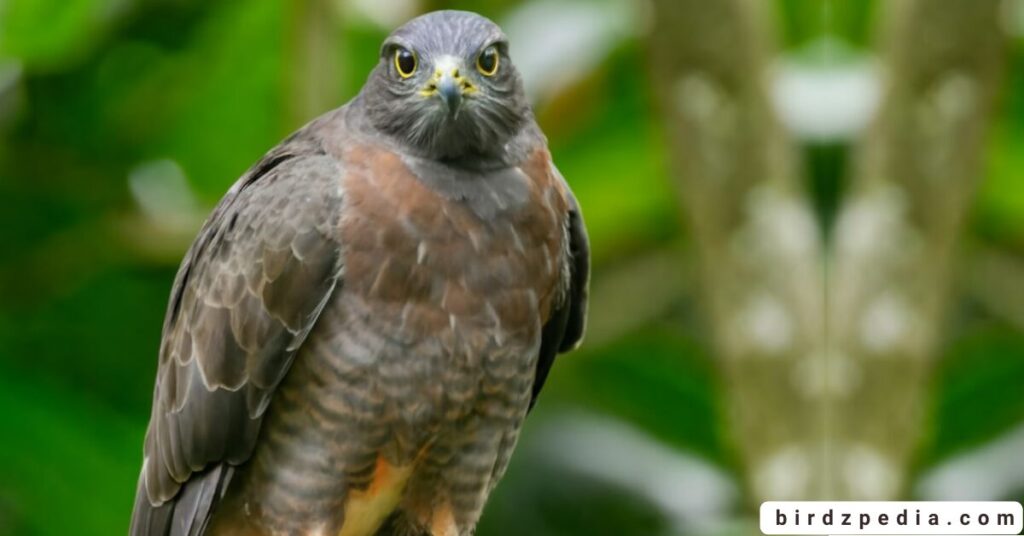 Florida birds of prey birdzpedia.com