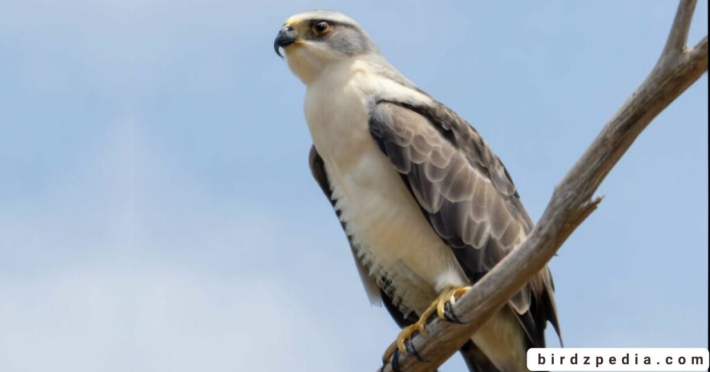 Florida birds of prey birdzpedia.com