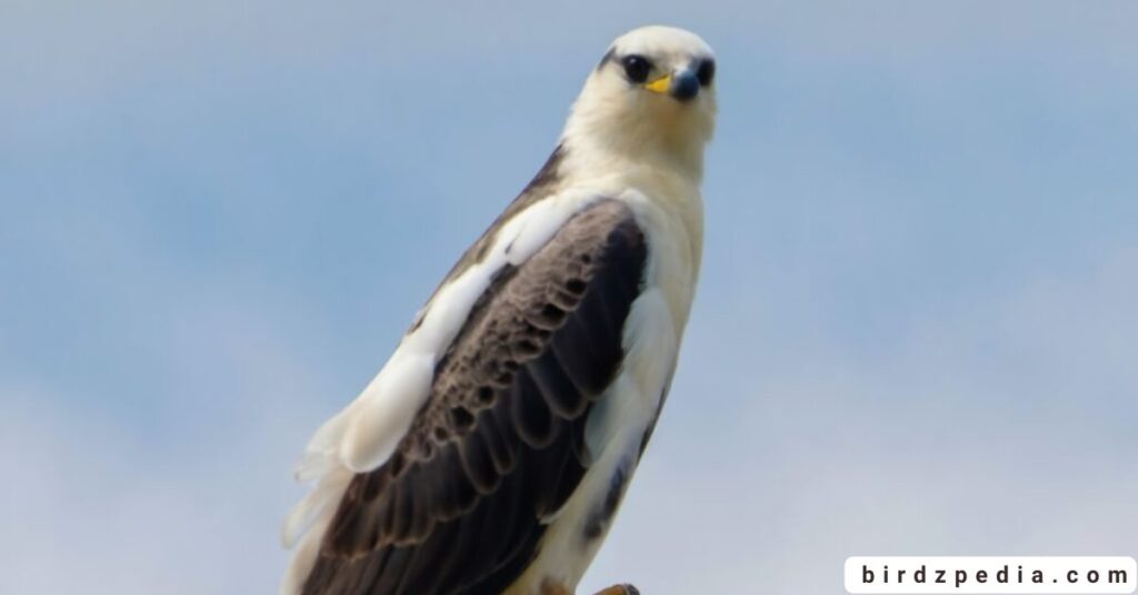 Florida birds of prey birdzpedia.com