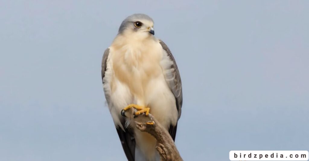 Florida birds of prey birdzpedia.com