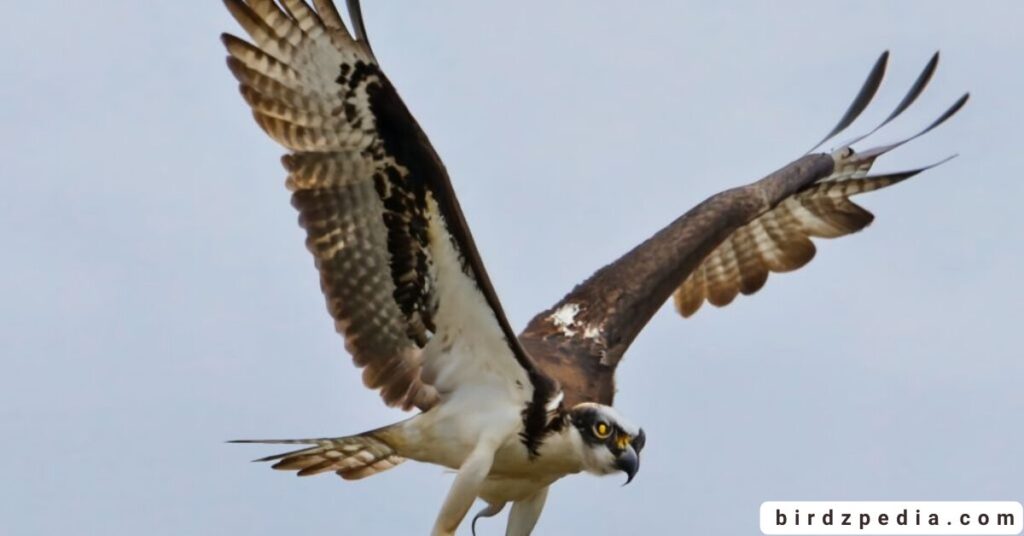 Florida birds of prey birdzpedia.com