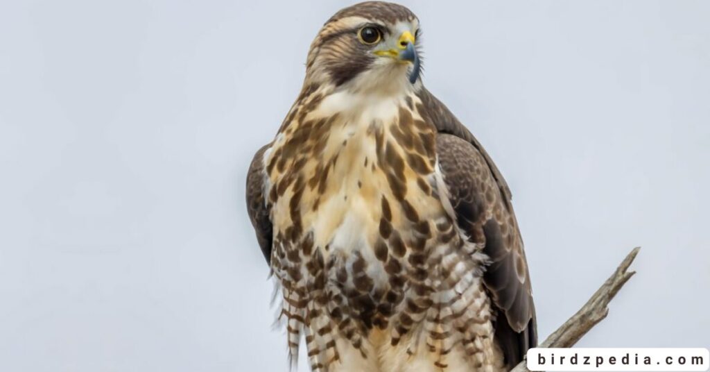 Florida birds of prey birdzpedia.com
