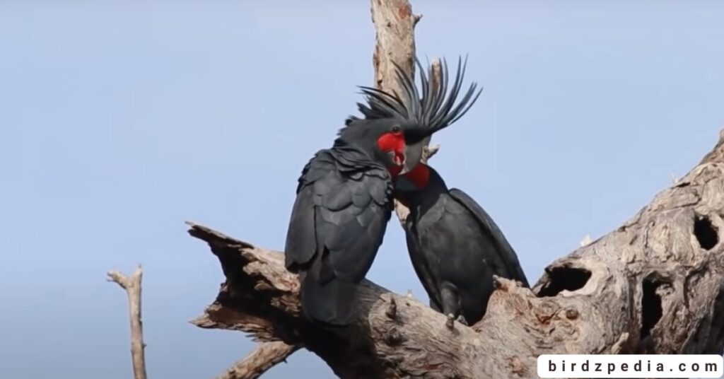 Birds With Mohawked birdzpedia.com