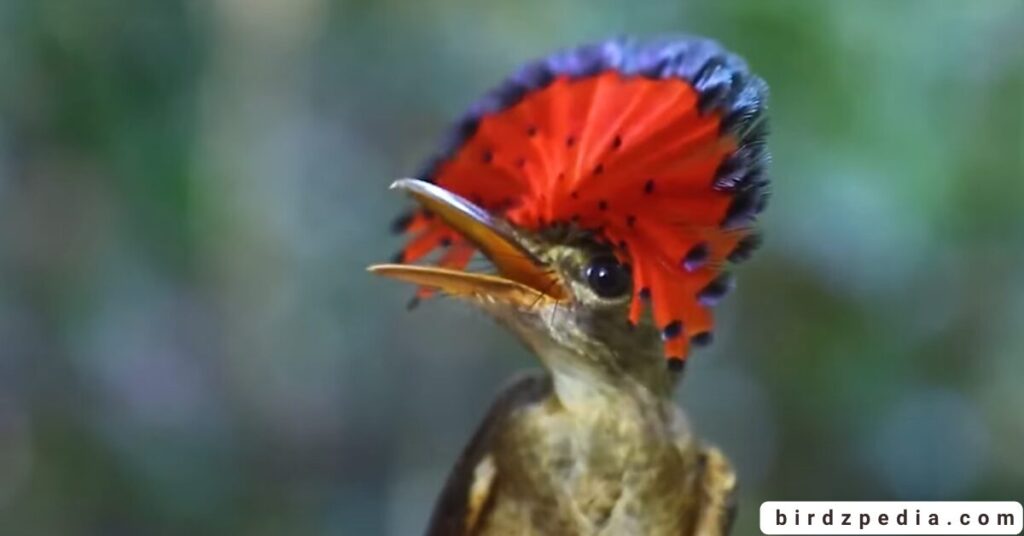 Birds With Mohawked birdzpedia.com