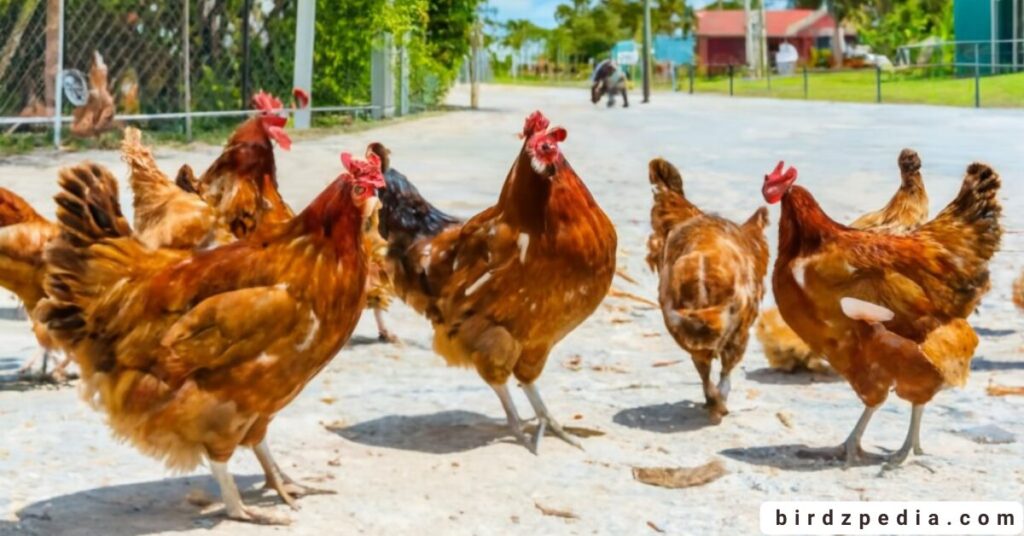 Key West chickens birdzpedia.com
