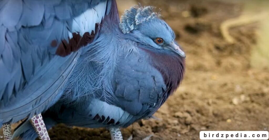Birds With Mohawked birdzpedia.com