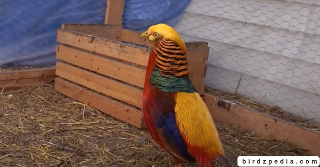 Birds With Mohawked birdzpedia.com