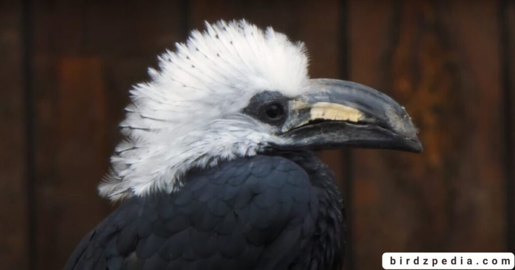 Birds With Mohawked birdzpedia.com