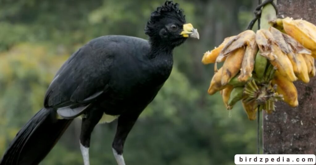 Birds With Mohawked birdzpedia.com