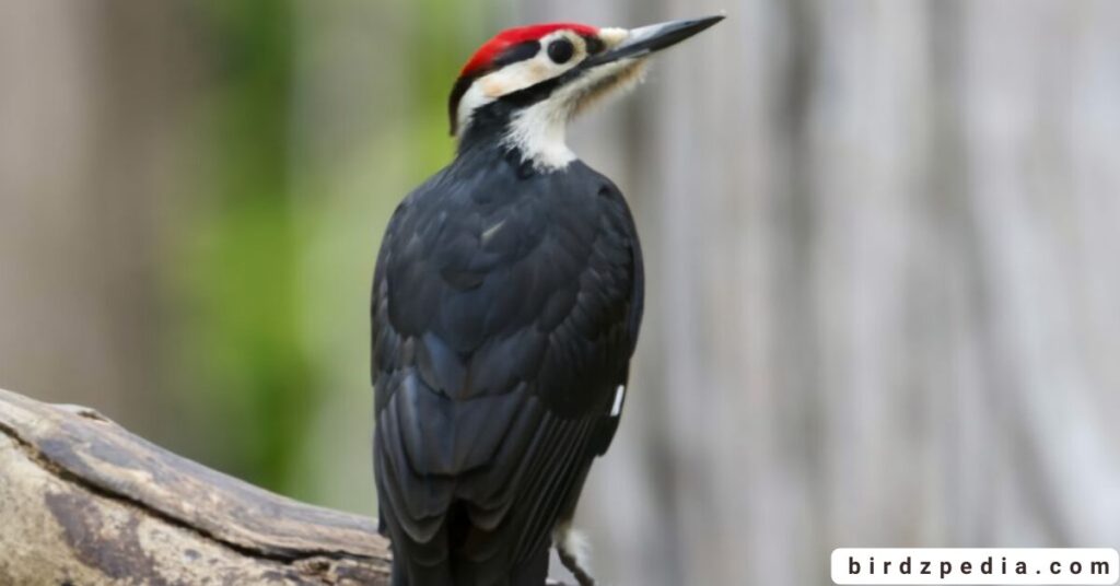 Birds With Mohawked birdzpedia.com