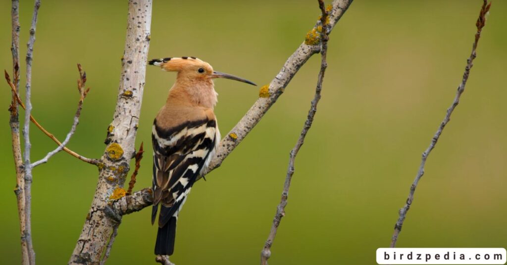 Birds With Mohawked birdzpedia.com