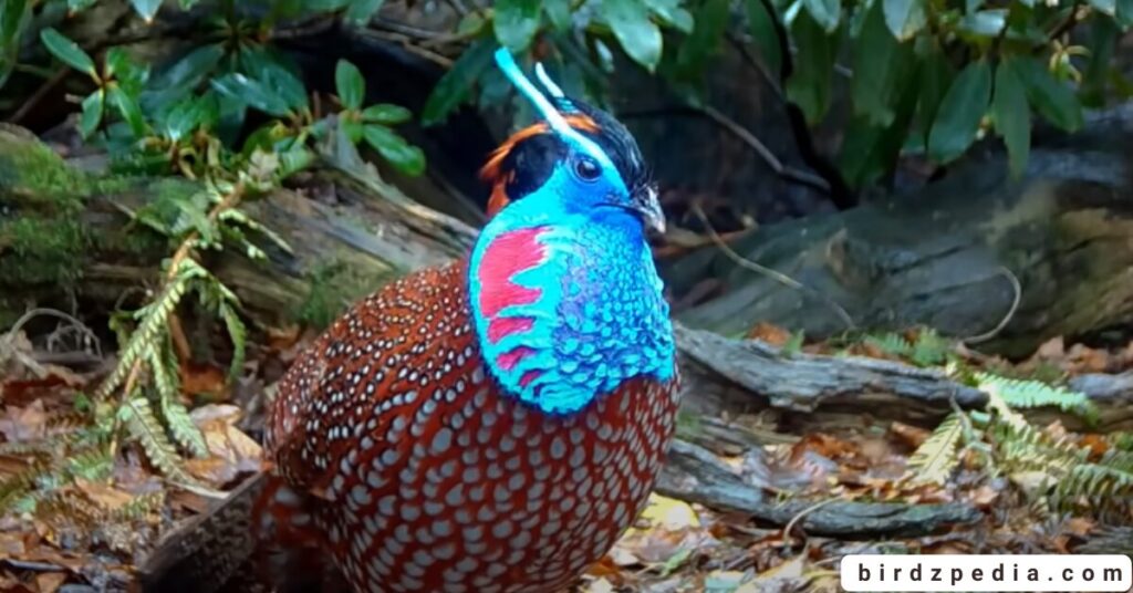 Birds With Mohawked birdzpedia.com