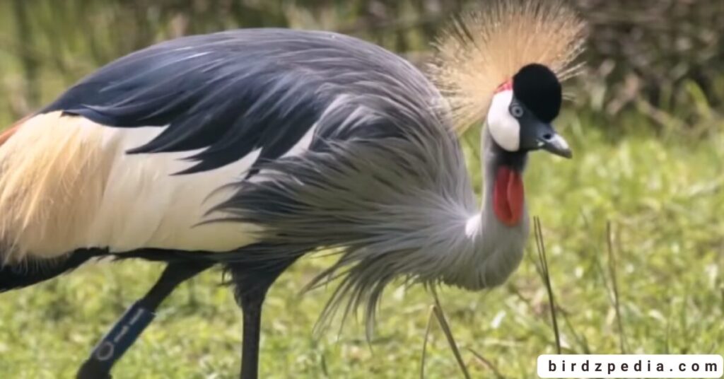 Birds With Mohawked birdzpedia.com