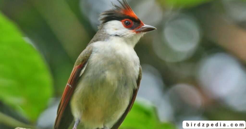 Birds With Mohawked birdzpedia.com