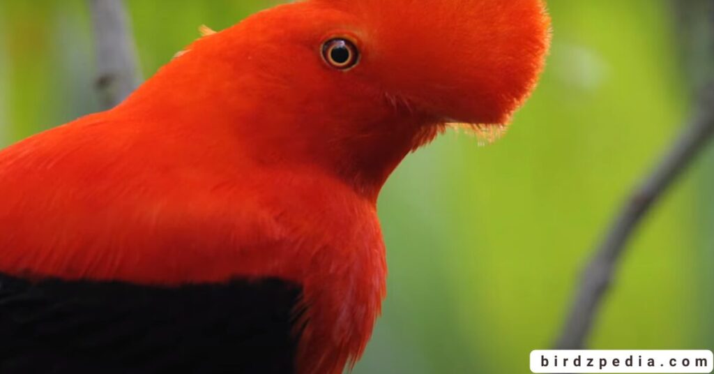 Birds With Mohawked birdzpedia.com
