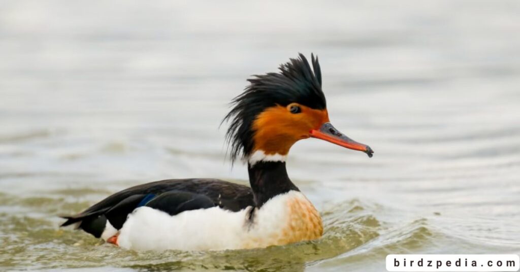 Birds With Mohawked birdzpedia.com
