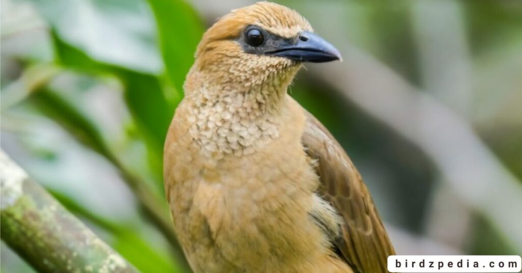 Birds With Mohawked birdzpedia.com