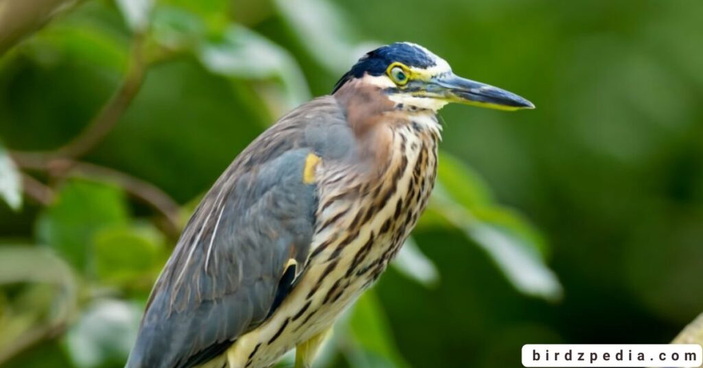 Birds With Mohawked birdzpedia.com