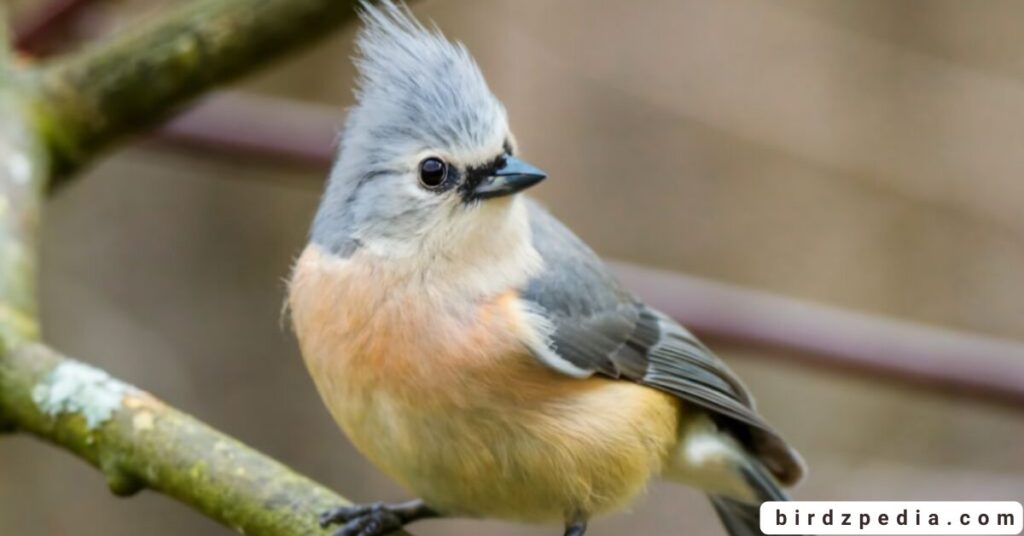 Birds With Mohawked birdzpedia.com
