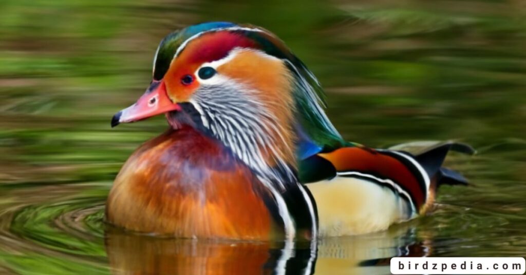 Birds With Mohawked birdzpedia.com