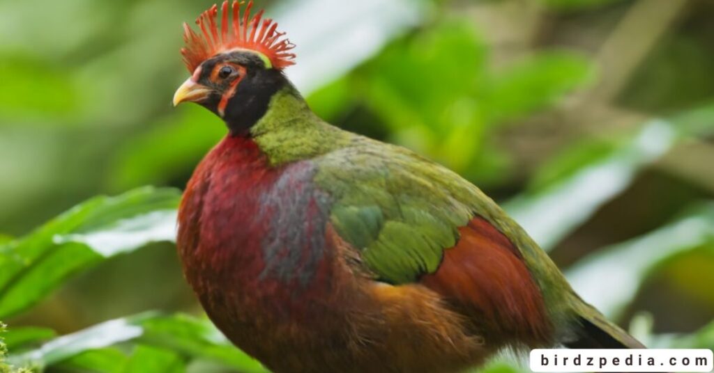 Birds With Mohawked birdzpedia.com