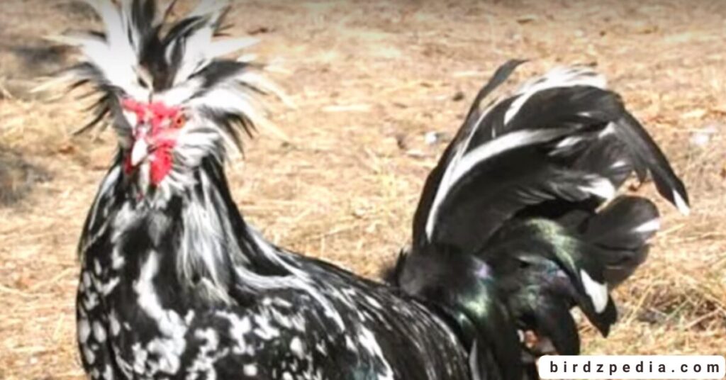 Birds With Mohawked birdzpedia.com