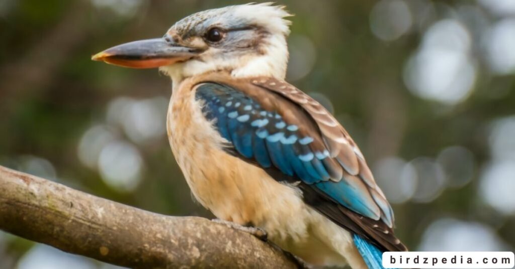 Birds With Mohawked birdzpedia.com