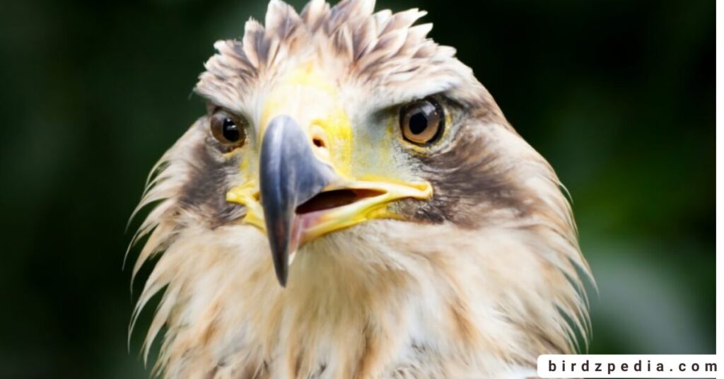 Birds With Mohawked birdzpedia.com