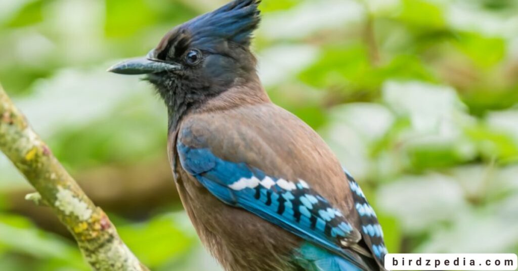 Birds With Mohawked birdzpedia.com