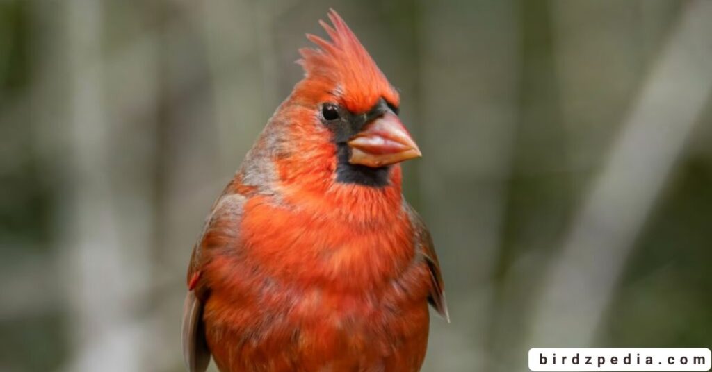 Birds With Mohawked birdzpedia.com
