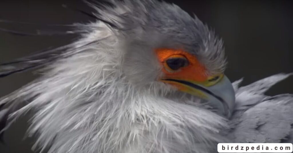 Birds With Mohawked birdzpedia.com