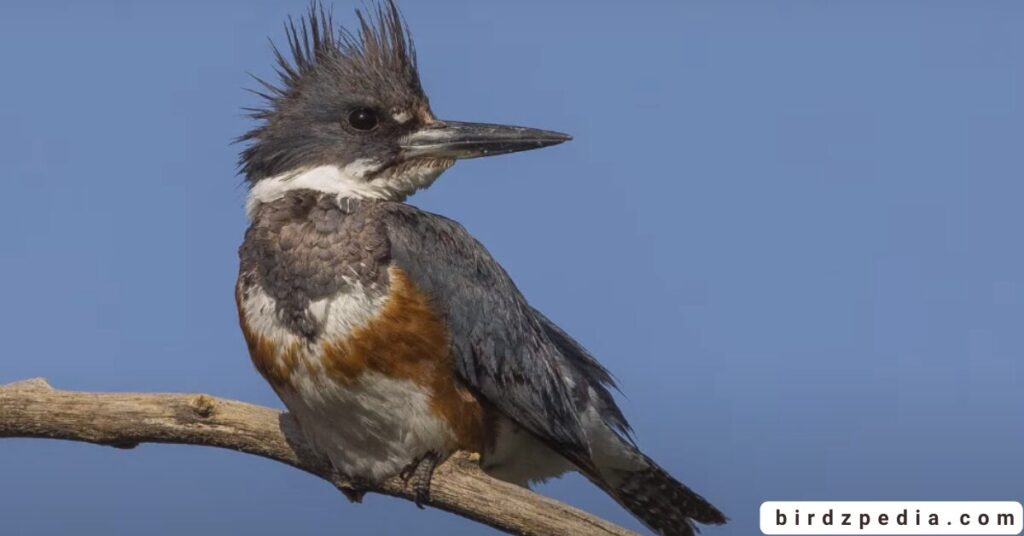 Birds With Mohawked birdzpedia.com
