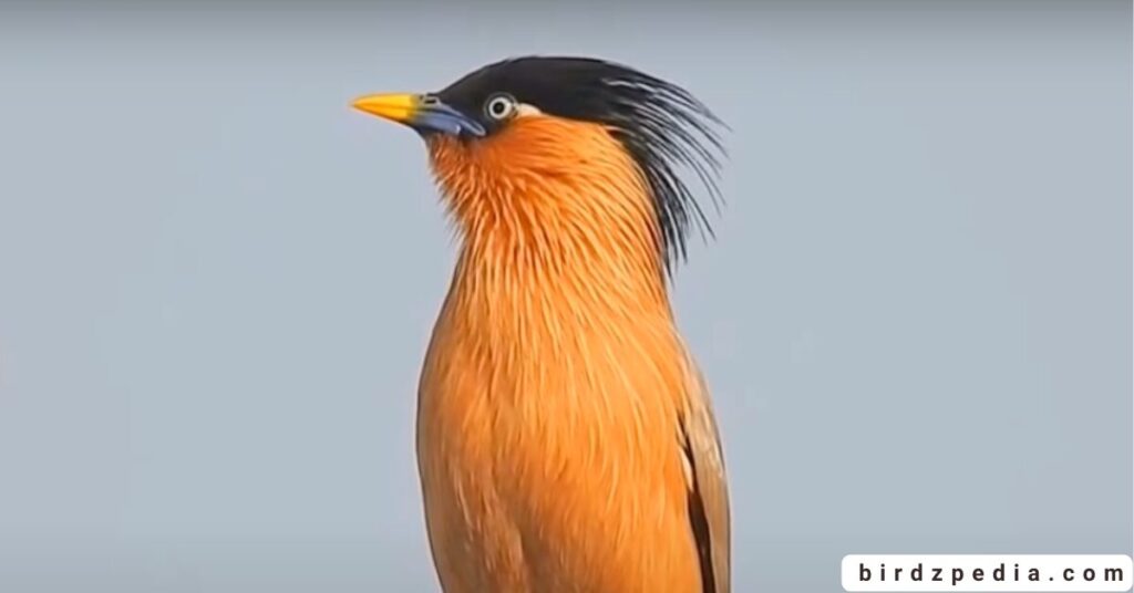 Birds With Mohawked birdzpedia.com