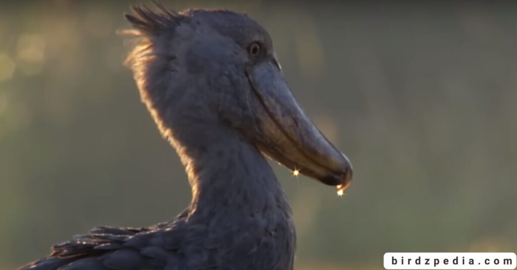 Birds With Mohawked birdzpedia.com
