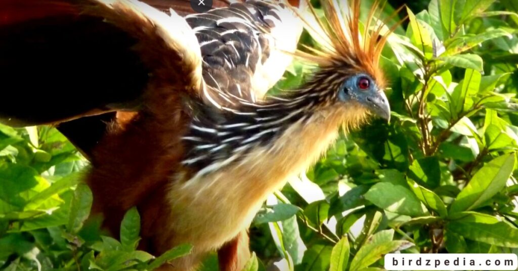 Birds With Mohawked birdzpedia.com