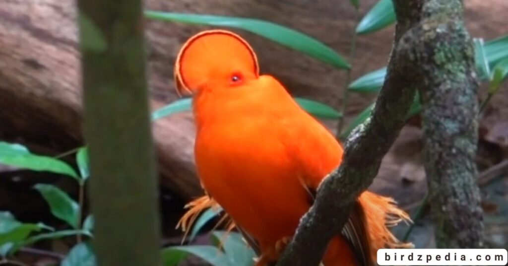 Birds With Mohawked birdzpedia.com