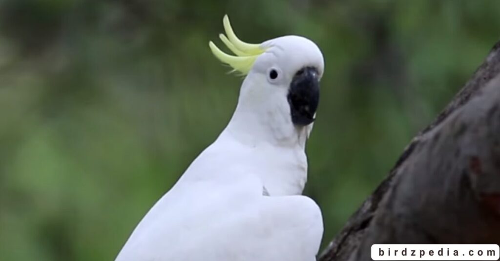 Birds With Mohawked birdzpedia.com