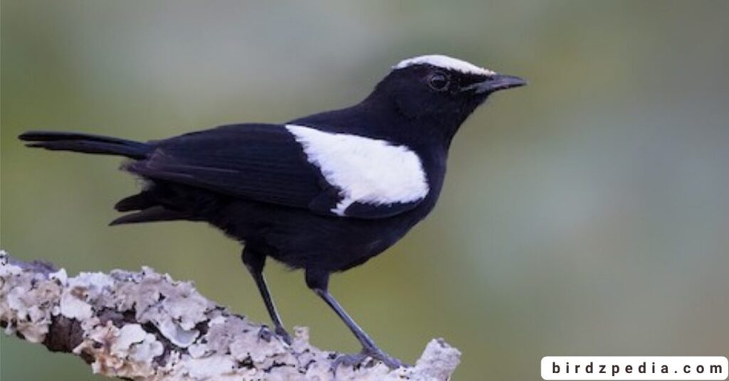 black birds with white stripe on wing birdzpedia.com