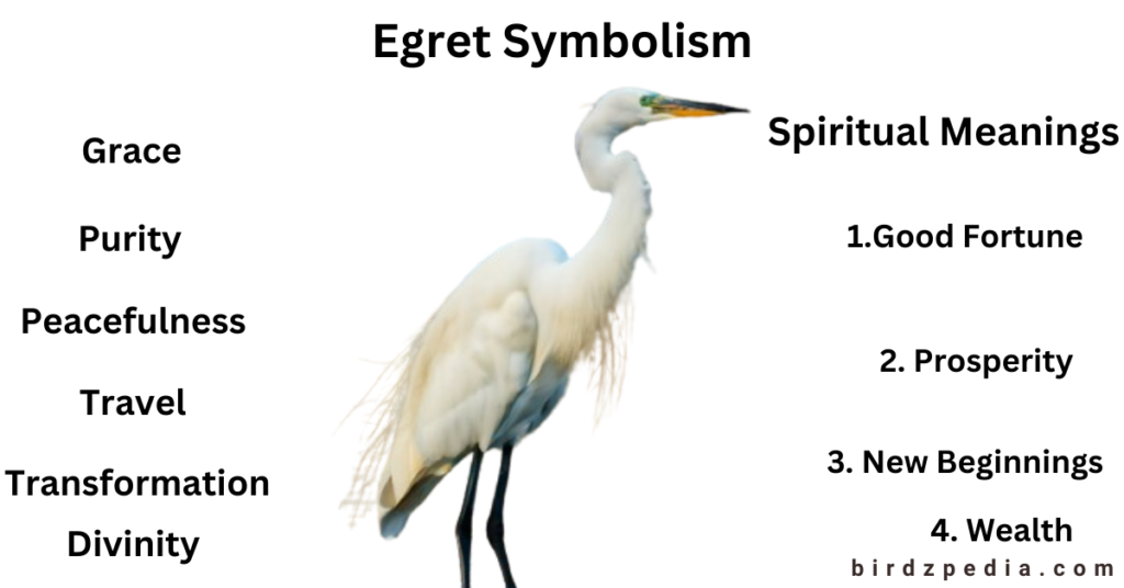 egret symbolism birdzpedia.com