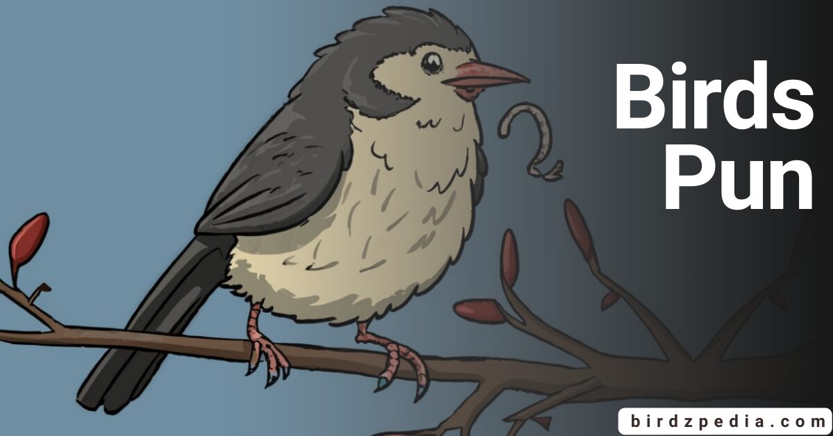 Bird pun birdzpedia.com